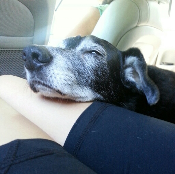 My Corgi (No Longer With Us) - Picture 3 of 4